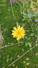 Hypochaeris sessiliflora