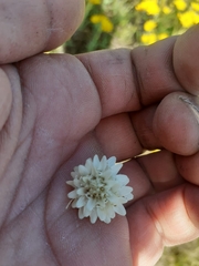 Holocheilus brasiliensis