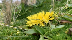 Hypochaeris sessiliflora