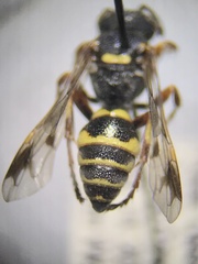 Hoplisoides