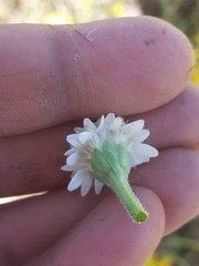 Holocheilus brasiliensis