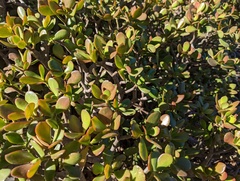 Crassula ovata