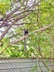 Callithrix penicillata