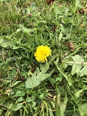 Taraxacum