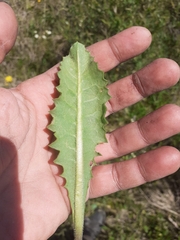 Holocheilus brasiliensis