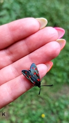 Zygaena dorycnii