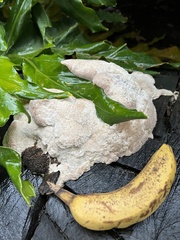Fuligo septica candida