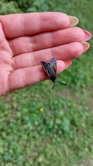 Zygaena dorycnii