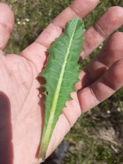 Holocheilus brasiliensis