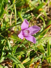 Gentianella campestris