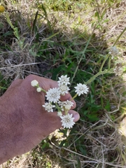 Holocheilus brasiliensis