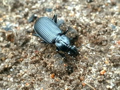 Pterostichus niger