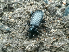 Pterostichus niger