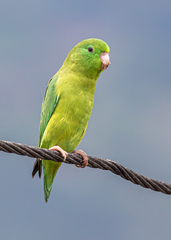 Forpus conspicillatus
