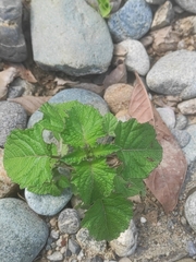 Malvaceae