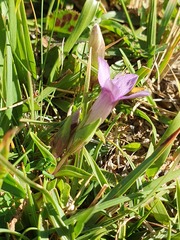 Gentianella campestris