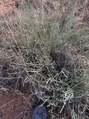 Ephedra antisyphilitica