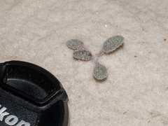 Abronia angustifolia