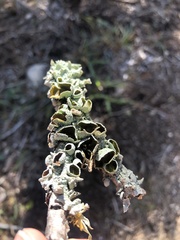 Parmotrema perforatum