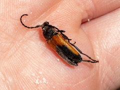 Crossidius suturalis