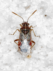 Liorhyssus