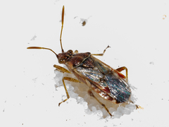 Liorhyssus