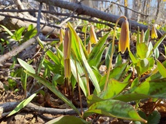 Erythronium americanum