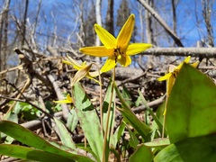 Erythronium americanum