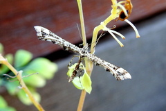 Amblyptilia pica