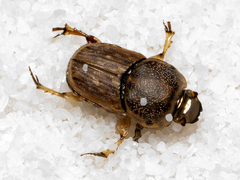 Euoniticellus intermedius