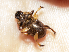 Euoniticellus intermedius