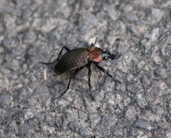 Carabus ulrichii