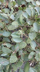 Capparis spinosa