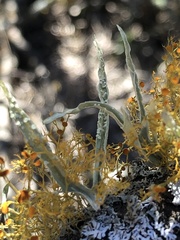 Ramalina celastri
