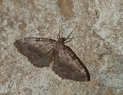 Triphosa dubitata