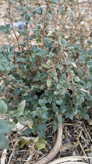 Parietaria judaica