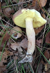 Xerocomus subtomentosus