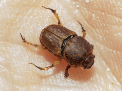 Euoniticellus intermedius