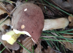 Xerocomus subtomentosus