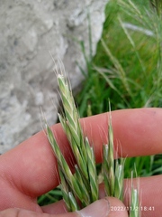 Bromus sitchensis