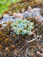 Sedum dasyphyllum