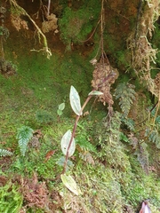 Psilochilus macrophyllus