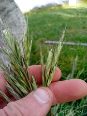 Bromus sitchensis