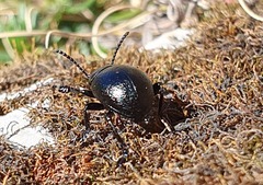 Timarcha goettingensis