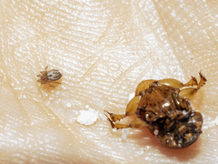 Euoniticellus intermedius