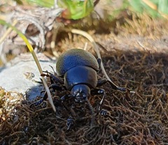 Timarcha goettingensis