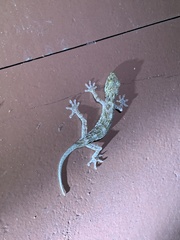 Gekko chinensis