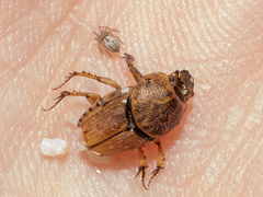 Euoniticellus intermedius