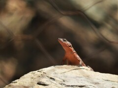 Karusasaurus polyzonus