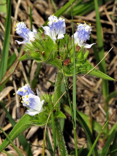 Cyanotis speciosa image